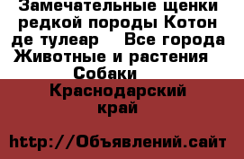 Замечательные щенки редкой породы Котон де тулеар  - Все города Животные и растения » Собаки   . Краснодарский край